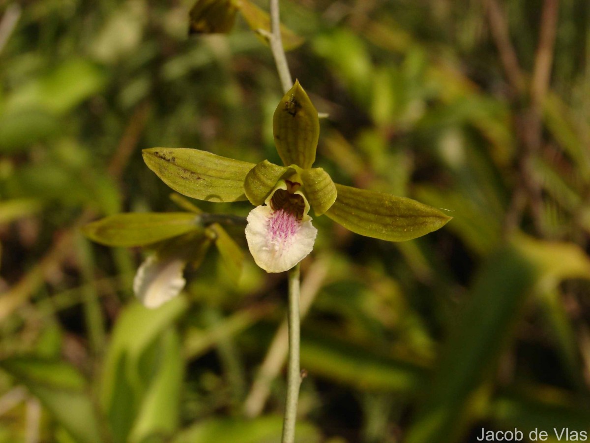 Eulophia epidendraea (J.Koenig ex Retz.) C.E.C.Fisch.